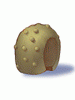 Round Shell, предмет (Renewal) Round Shell, предмет (Renewal)