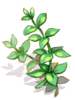 Slapping Herb, расходный материал (Renewal) Slapping Herb, расходный материал (Renewal)