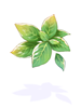 Basil, восстанавливающий предмет (Renewal) Basil, восстанавливающий предмет (Renewal)