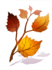 Fallen Leaves Branch, предмет (Renewal) Fallen Leaves Branch, предмет (Renewal)