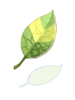 Smokie Leaf, броня (Pre-Renewal) Smokie Leaf, броня (Pre-Renewal)