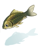 Crucian Carp, предмет (Renewal) Crucian Carp, предмет (Renewal)