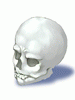 Skull, предмет (Pre-Renewal) Skull, предмет (Pre-Renewal)