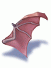 Wing of Red Bat, предмет (Renewal) Wing of Red Bat, предмет (Renewal)