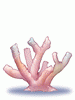 Coral Reef, предмет (Renewal) Coral Reef, предмет (Renewal)