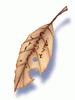 Bookclip in Memory, предмет (Renewal)