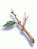 Young Twig, предмет (Pre-Renewal) Young Twig, предмет (Pre-Renewal)