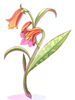 Aloe, предмет (Pre-Renewal) Aloe, предмет (Pre-Renewal)