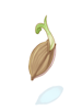 Sprout, предмет (Pre-Renewal) Sprout, предмет (Pre-Renewal)