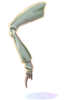 Insect Leg, предмет (Renewal)