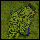 Eclage, Forestic Village - The Capital of Alfheim