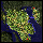 Malaya Field 2: Forest, местность (Renewal)