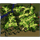Prontera Field 11, местность (Renewal)