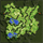 Umbala Field 1: Luluka Forest, местность (Renewal)