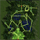 Umbala Field 4: Hoomga Jungle, местность (Renewal)